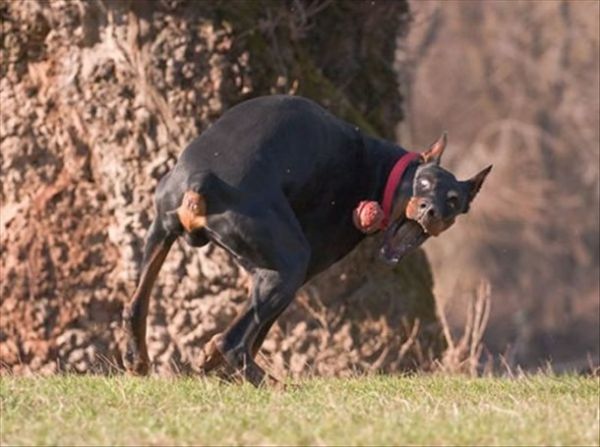 Die besten 100 Bilder in der Kategorie hunde: Dogge zieht Grimasse - Hunde