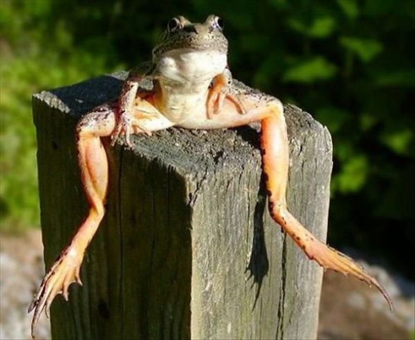 Die besten 100 Bilder in der Kategorie amphibien: Frosch sitzt auf Pfosten - Sitting Frog
