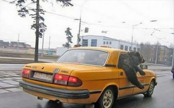 Die besten 100 Bilder in der Kategorie transport: Taxi mit BÃ¤r, Bear in the taxi