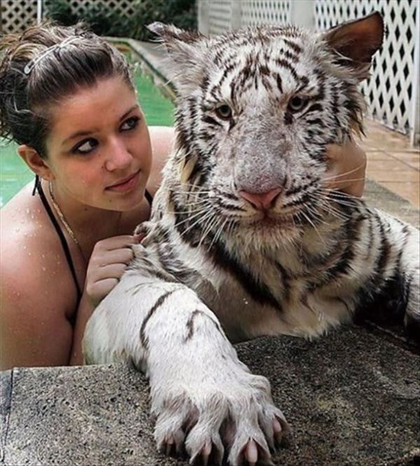 Die besten 100 Bilder in der Kategorie frauen: Schlechte Idee, Really Bad Idea, weisser Tiger