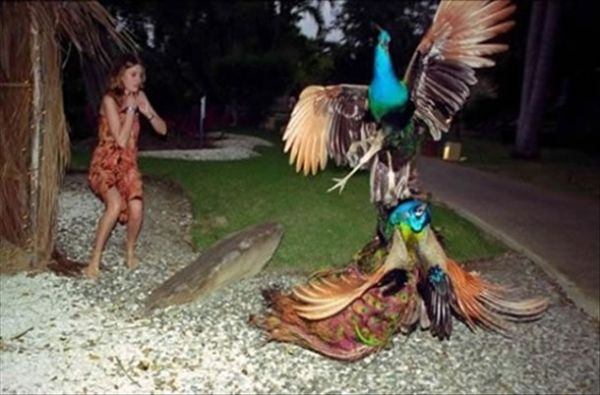 Die besten 100 Bilder in der Kategorie voegel: Pfauenkampf, Peacocks Fighting over a Femal