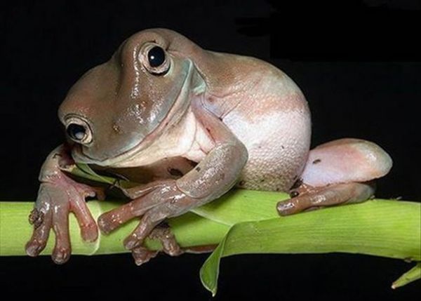Sympathischer Frosch, laughing Frog