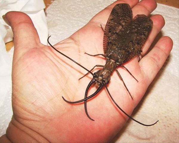 Die besten 100 Bilder in der Kategorie insekten: Riesen KÃ¤fer, FlÃ¼ger, Mandibeln, FÃ¼hler