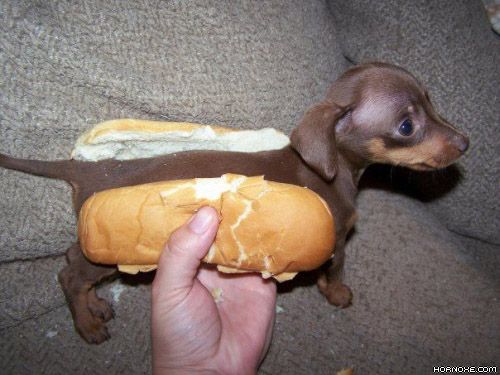 Die besten 100 Bilder in der Kategorie hunde: hot dog, dog, hund, heiss