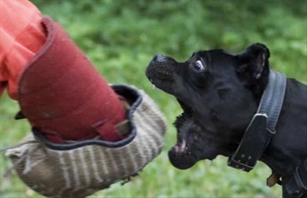 Die besten 100 Bilder in der Kategorie hunde: Hund beisst in Arm