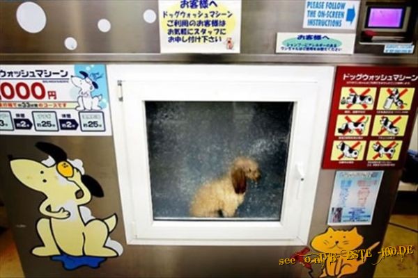Die besten 100 Bilder in der Kategorie hunde: Hunde Waschanlage, Dog Wash Machine