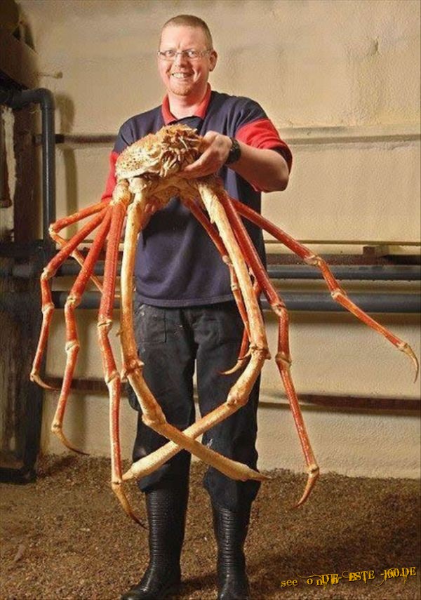 Die besten 100 Bilder in der Kategorie fische_und_meer: Riesen Krabbe