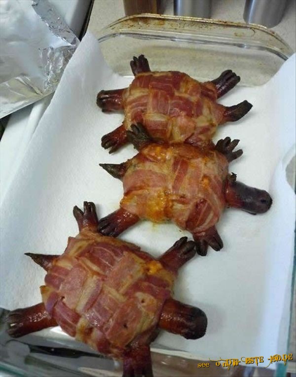 Speck SchildkrÃ¶ten, Bacon Turtles