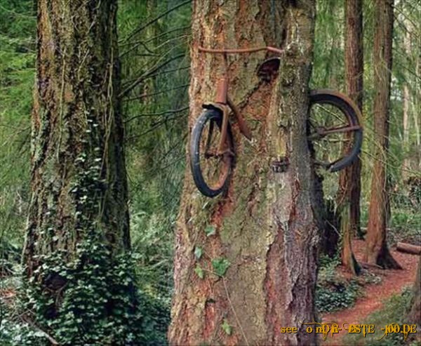 Die besten 100 Bilder in der Kategorie fahrraeder: Fahrrad in Baum eingewachsen, Beam-Fehler