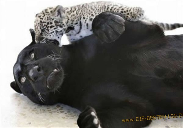 Leoparden-Baby, Puma