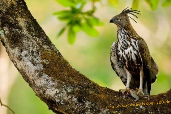 Die besten 100 Bilder in der Kategorie voegel: Raubvogel