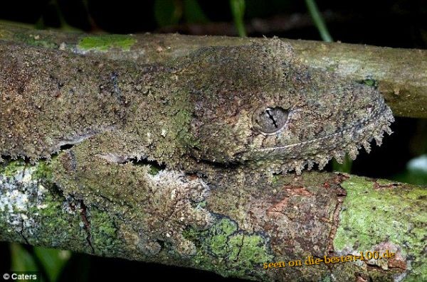 Die besten 100 Bilder in der Kategorie reptilien: Getarnte Echse