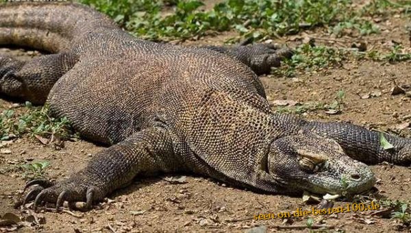 Die besten 100 Bilder in der Kategorie reptilien: Comodo Waran, Comodo Dragon