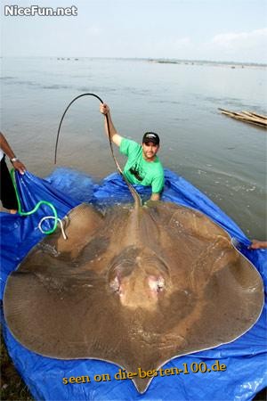 Die besten 100 Bilder in der Kategorie fische_und_meer: Riesen-Rochen