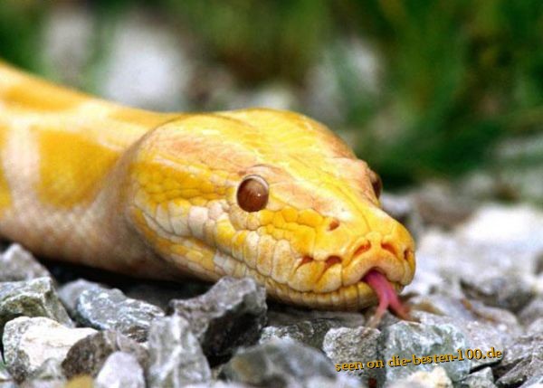 Gelbe Schlange, Yellow Snake