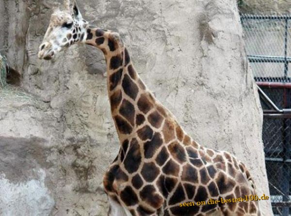 Die besten 100 Bilder in der Kategorie tiere: Giraffe mit gebrochenem Hals