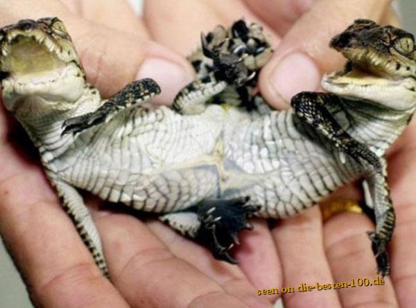 Die besten 100 Bilder in der Kategorie reptilien: Siamnesische Krokodils-Zwillinge