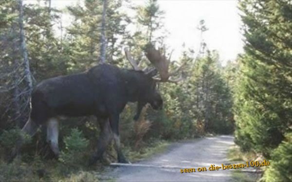 Die besten 100 Bilder in der Kategorie tiere: Riesen Monster Elch - Big Moose Monster
