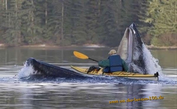 Die besten 100 Bilder in der Kategorie unglaublich: Jona der Kanufahrer wird von Wal verschlungen - hungry non vegi Whale