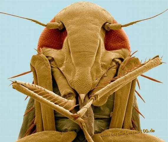 Die besten 100 Bilder in der Kategorie insekten: sÃ¼Ães Insekt in Macro-Aufnahme - Insect
