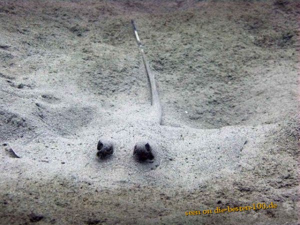 Stachelrochen im Sand - Stingray