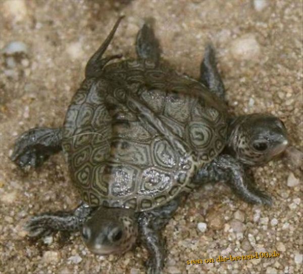 Die besten 100 Bilder in der Kategorie tiere: Siamnesische SchildkrÃ¶te - Double-Turtles 