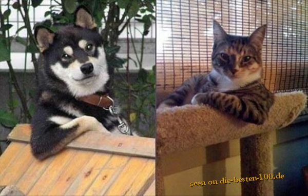 Die besten 100 Bilder in der Kategorie tiere: Chill-Masters - Hund und Katze beim relaxen