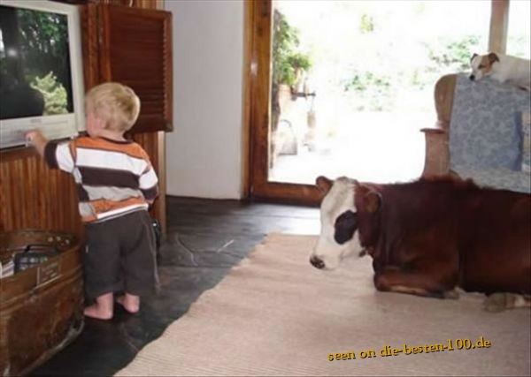 Die besten 100 Bilder in der Kategorie unglaublich: Haus-Kuh im Wohnzimmer - Muuuuv out here, Cow!