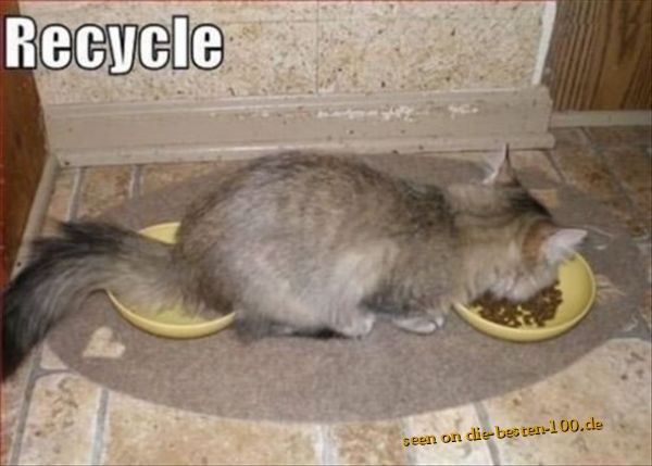 Die besten 100 Bilder in der Kategorie katzen: Recycle-Cat