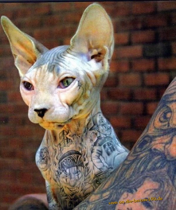 Die besten 100 Bilder in der Kategorie tattoos: Tatowierte Katze - Tat Cat