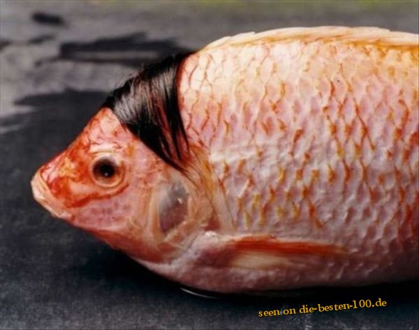 Die besten 100 Bilder in der Kategorie fische_und_meer: Hitler Fisch - Frisur