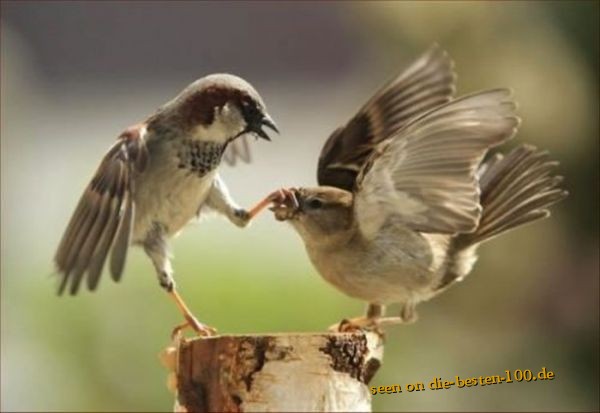 Die besten 100 Bilder in der Kategorie voegel: Sei ruhig, Schlampe