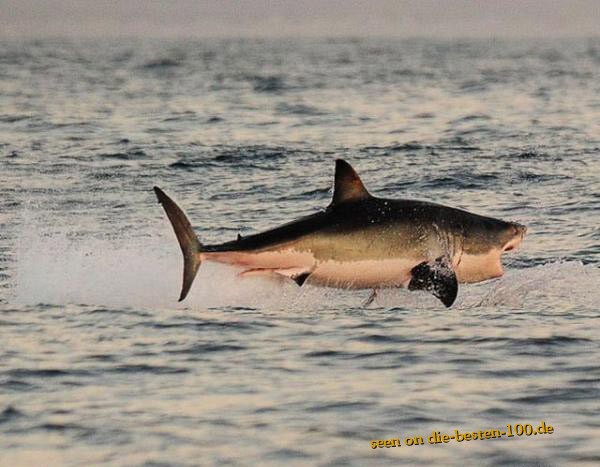 Die besten 100 Bilder in der Kategorie fische_und_meer: Weisser Hai im Sprung - flying Shark
