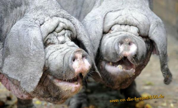 Die besten 100 Bilder in der Kategorie tiere: Faltige Schweine - Sauerei