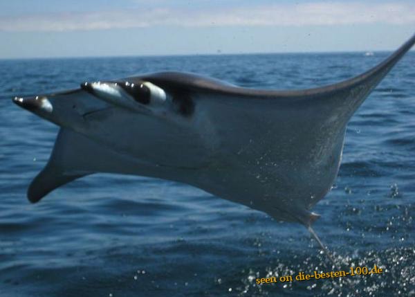 Die besten 100 Bilder in der Kategorie fische_und_meer: fliegender Manta -