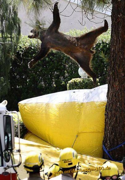 BÃ¤r Rettungsaktion von Baum - Bear Jumping