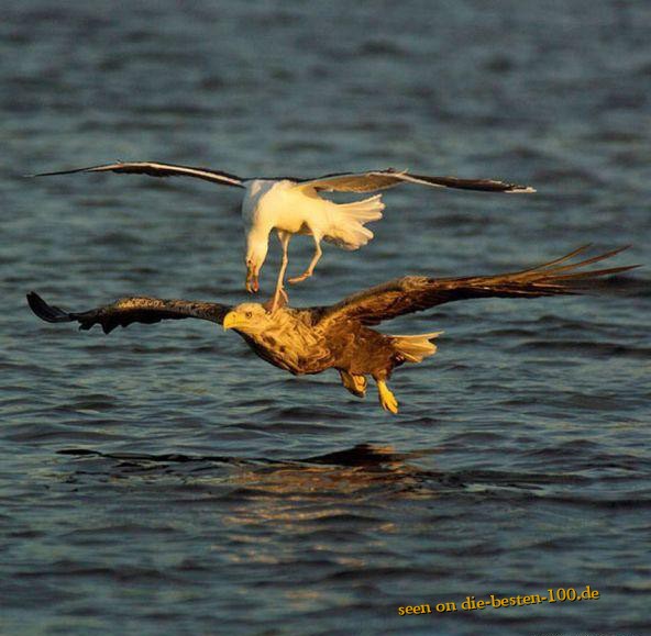 Die besten 100 Bilder in der Kategorie tiere: MÃ¶we greift Adler an