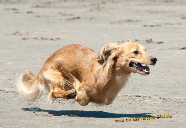 Die besten 100 Bilder in der Kategorie hunde: Flying Dog