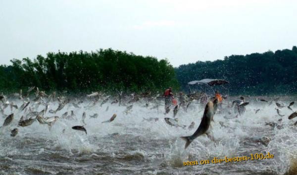 Die besten 100 Bilder in der Kategorie fische_und_meer: Unglaubliche Fisch Party
