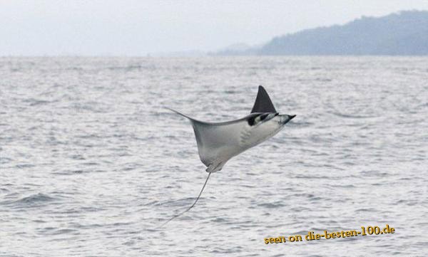 Die besten 100 Bilder in der Kategorie fische_und_meer: Mantarochen fliegt Ã¼bers Meer