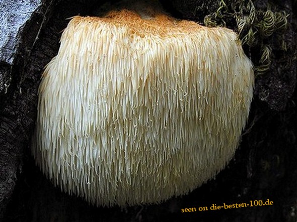 Die besten 100 Bilder in der Kategorie natur: bears head thooth mushroom