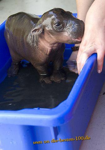 Die besten 100 Bilder in der Kategorie tiere: Mini Baby Hippo