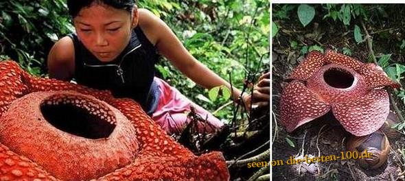 Die besten 100 Bilder in der Kategorie natur: GrÃ¶Ãte BlÃ¼te der Welt - Rafflesias Flower