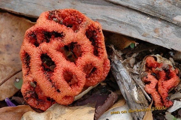 Die besten 100 Bilder in der Kategorie natur: Pilz: Red Cage Fungus