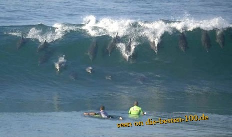 Die besten 100 Bilder in der Kategorie fische_und_meer: Delphine beim Wellenreiten