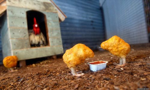 Die besten 100 Bilder in der Kategorie quatsch: chicken, nuggets, huhn