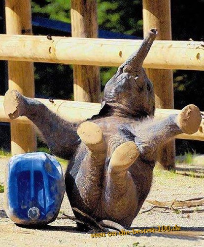Die besten 100 Bilder in der Kategorie tiere: Breakdance-Baby-Elephant
