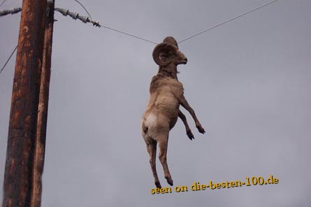 Die besten 100 Bilder in der Kategorie unglaublich: Steinbock in Stromleitung