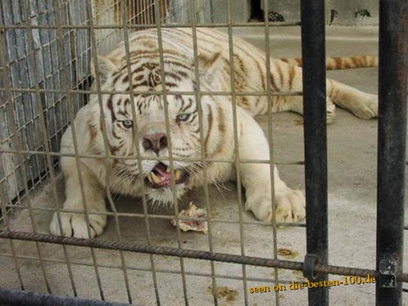 Die besten 100 Bilder in der Kategorie tiere: Mongo-Tiger