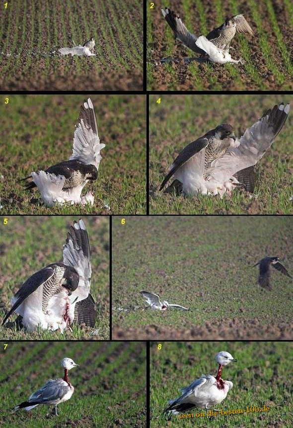 Raubvogel rupft anderen Vogel